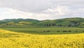 Livermore Wild Mustard in Bloom